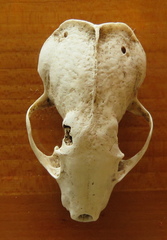 Spilogale gracilis