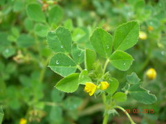 Medicago disciformis