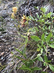 Epipactis gigantea