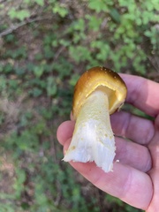 Amanita augusta