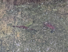 Oncorhynchus kisutch
