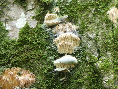 Radulomyces