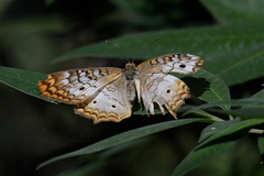 Anartia