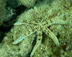 Coscinasterias tenuispina
