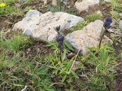 Veronica gentianoides