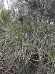 Casuarina glauca