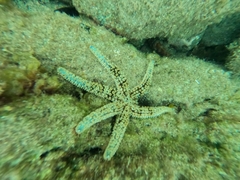 Coscinasterias tenuispina