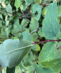 Lonicera utahensis