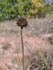 Echinacea angustifolia