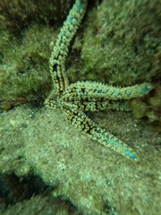 Coscinasterias tenuispina