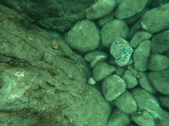 Coscinasterias tenuispina