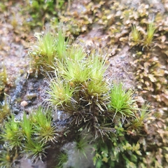 Campylopus introflexus