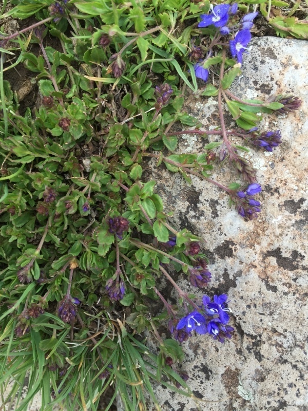 Veronica microcarpa