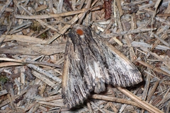 Apamea verbascoides
