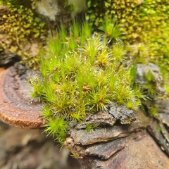 Campylopus introflexus