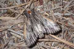 Apamea verbascoides