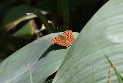 Polygonia c-aureum