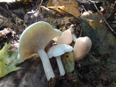 Leucocybe connata