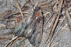 Apamea verbascoides