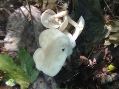 Leucocybe connata