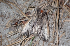 Apamea verbascoides