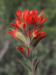 Castilleja lanata
