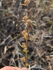 Liatris squarrosa