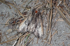 Apamea verbascoides