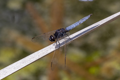 Crocothemis nigrifrons