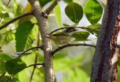 Phylloscopus inornatus
