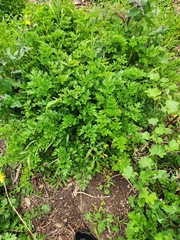 Petroselinum crispum