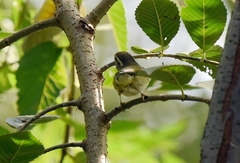 Phylloscopus inornatus