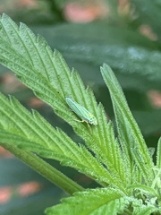 Graphocephala atropunctata