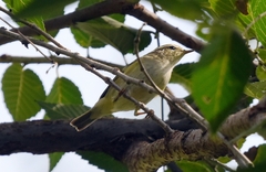 Phylloscopus inornatus