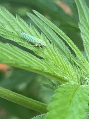 Graphocephala atropunctata