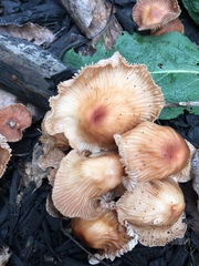 Marasmius oreades