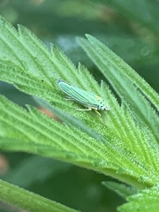 Graphocephala atropunctata