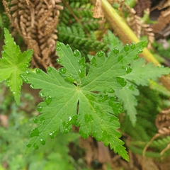 Hydrocotyle geraniifolia