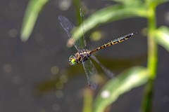 Hemicordulia australiae