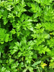 Petroselinum crispum