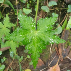 Hydrocotyle geraniifolia