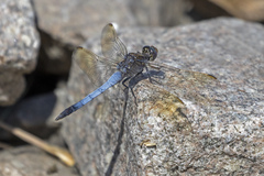 Orthetrum caledonicum