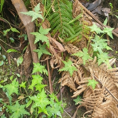 Hydrocotyle geraniifolia
