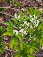 Sambucus gaudichaudiana