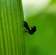 Phorinae
