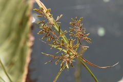Cyperus microiria