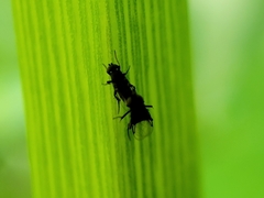 Phorinae