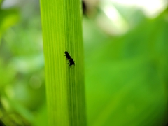 Phorinae
