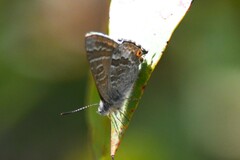 Theclinesthes miskini