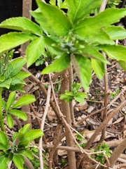 Sambucus gaudichaudiana